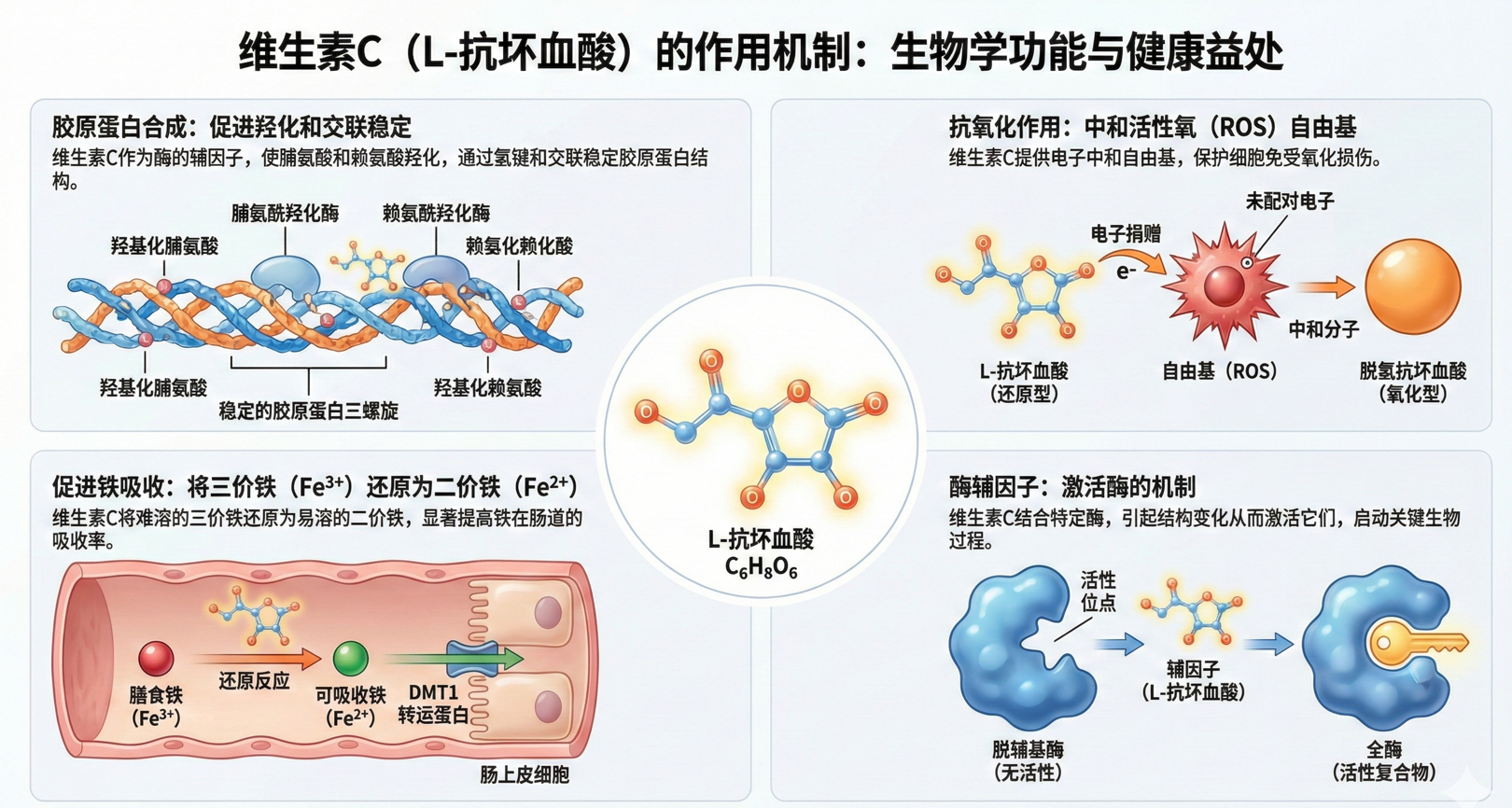 维生素C的生理机制全景图