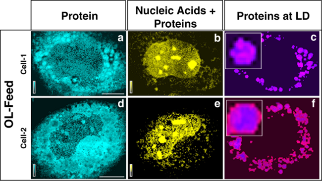 Raman mapping of a biological cell showing lipid and protein distribution